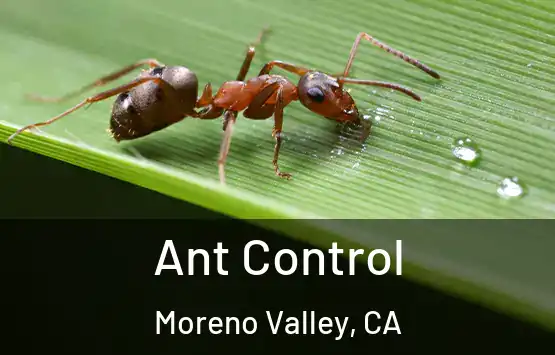  Ant Control Moreno Valley, CA