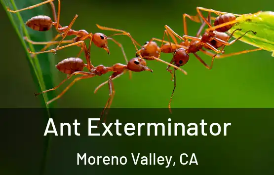  Ant Exterminator Moreno Valley, CA