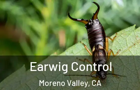 Earwig Control Moreno Valley, CA
