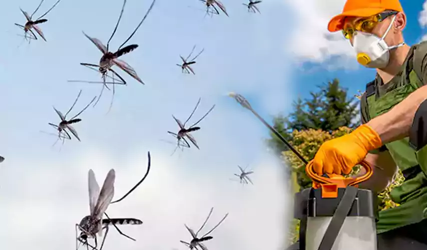 Mosquito Pest Control in Moreno Valley, CA