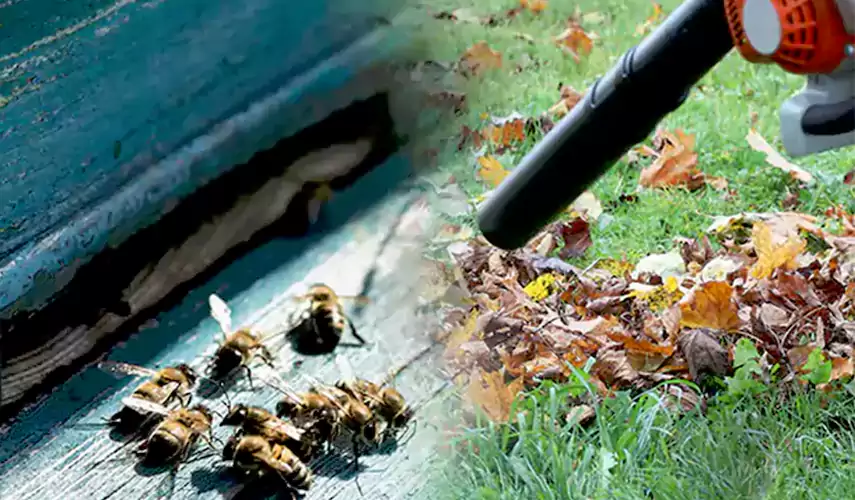Wasps Pest Control Moreno Valley, CA