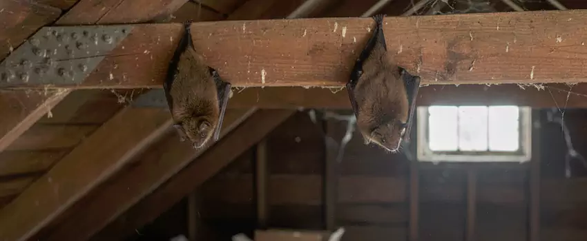 bat-exterminator in Moreno Valley, CA