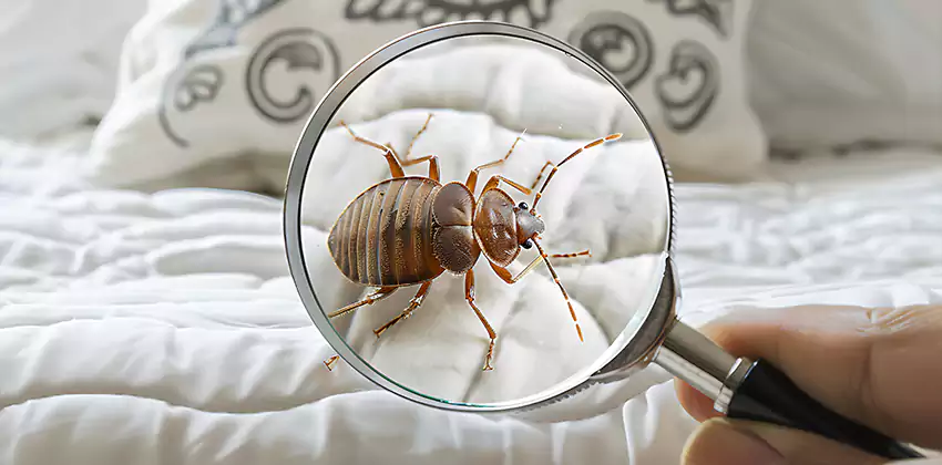 bed-bug-pest-control in Moreno Valley, CA