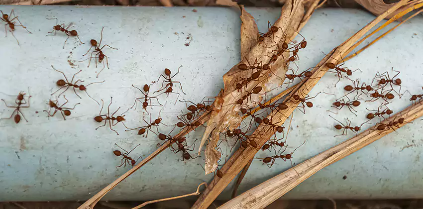 Fire Ant Extermination in Yards, Parks, and Outdoor Spaces Moreno Valley, CA