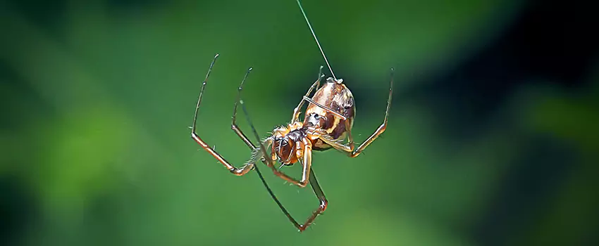 Spider and Mosquito Control Solutions Moreno Valley, CA