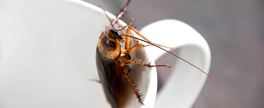 cockroach-pest-control in Moreno Valley, CA