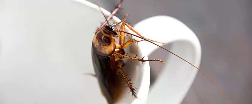 cockroach-treatment in Moreno Valley, CA