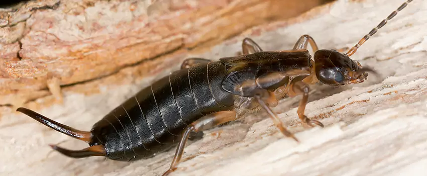 earwig-control in Moreno Valley, CA