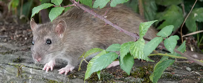 mice-control in Moreno Valley, CA