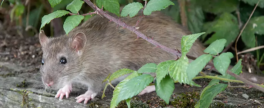 mouse-control in Moreno Valley, CA