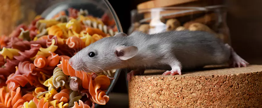 mouse-exterminator in Moreno Valley, CA