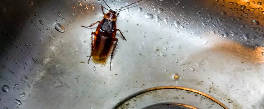 roach-control in Moreno Valley, CA