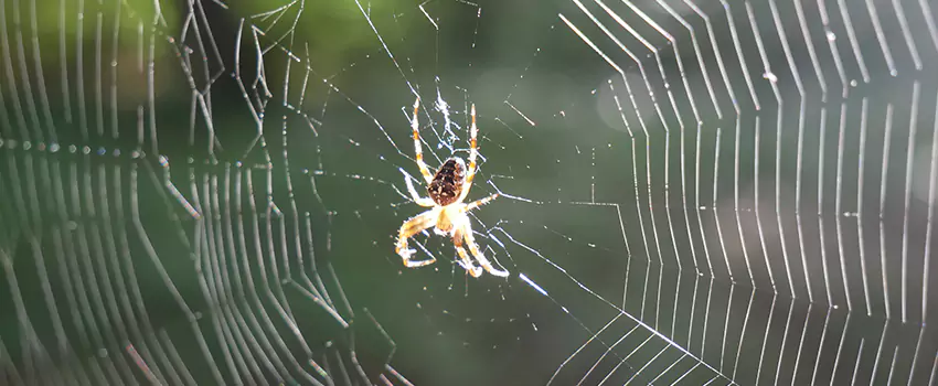 spider-pest-control in Moreno Valley, CA