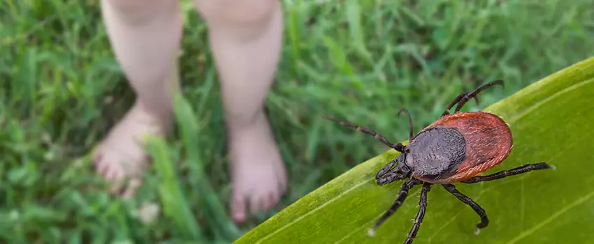 tick-treatment-for-yard in Moreno Valley, CA