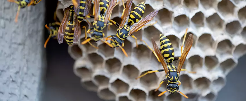 wasp-pest-control in Moreno Valley, CA