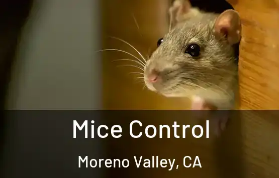  Mice Control Moreno Valley, CA