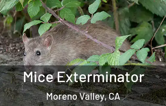  Mice Exterminator Moreno Valley, CA