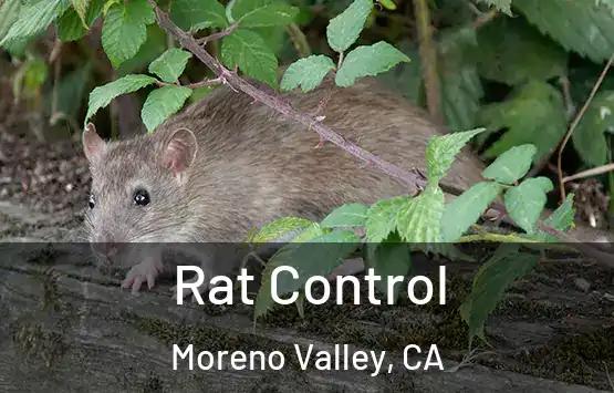  Rat Control Moreno Valley, CA