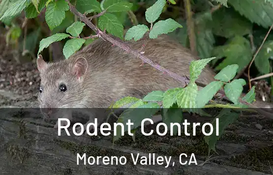  Rodent Control Moreno Valley, CA