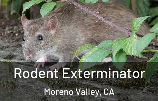 Rodent Exterminator Moreno Valley, CA