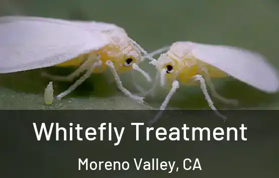  Whitefly Treatment Moreno Valley, CA